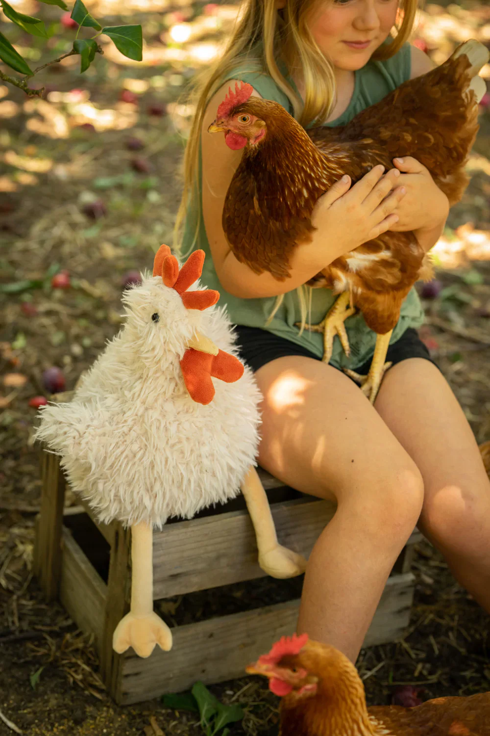 Roy the Rooster - Image 5