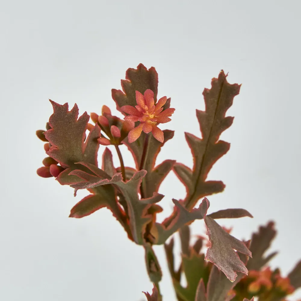Santa Maria with Peach Flowers - Image 3
